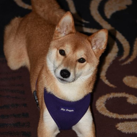 Ultra Comfort Harness Vest - Purple - Picture 7 of 7